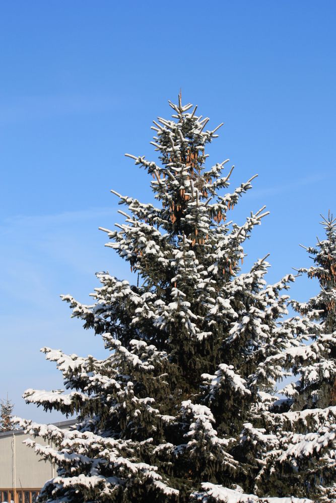 Mehr Schmuck braucht ein Weihnachtsbaum nicht