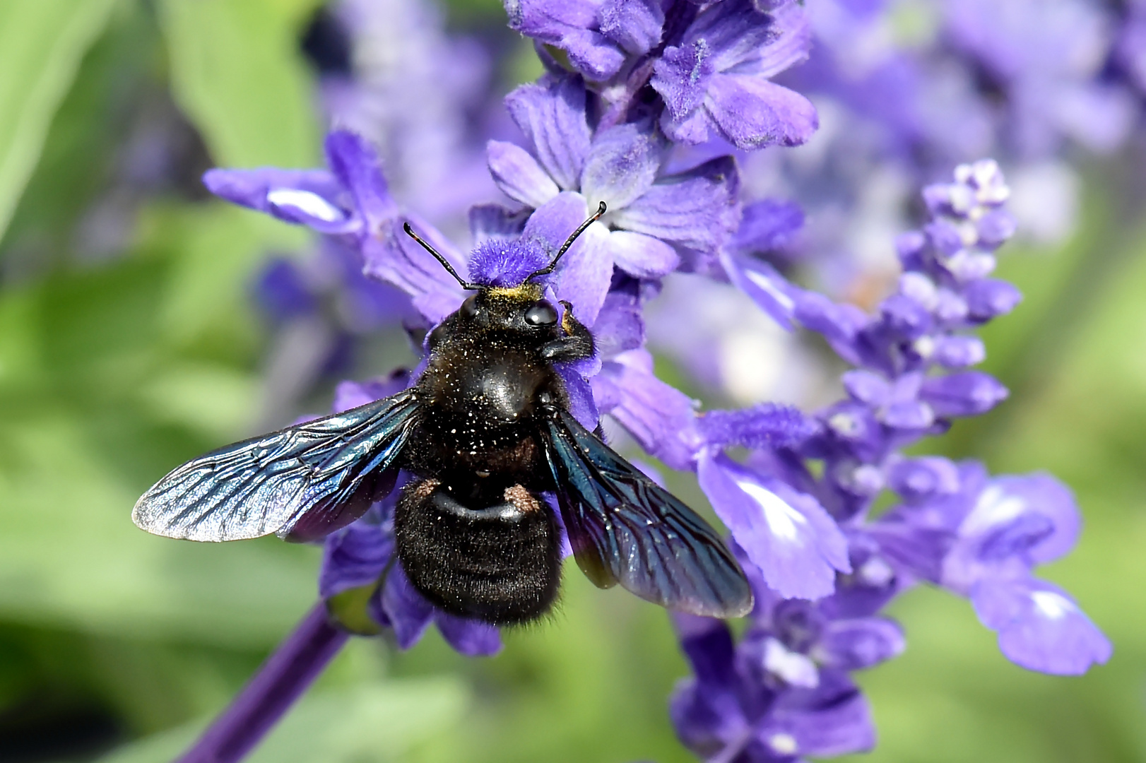 Mehr Schwarz wie Blau