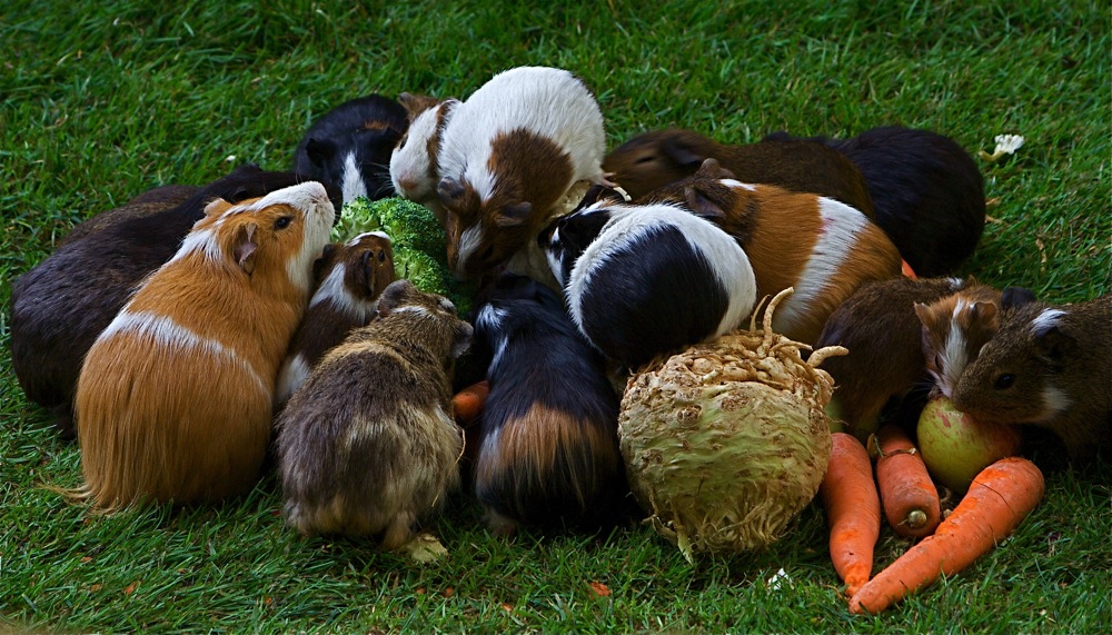 Mehr Schweinchen geht nicht !