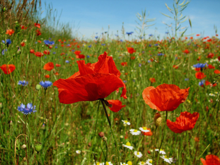 mehr Sommer