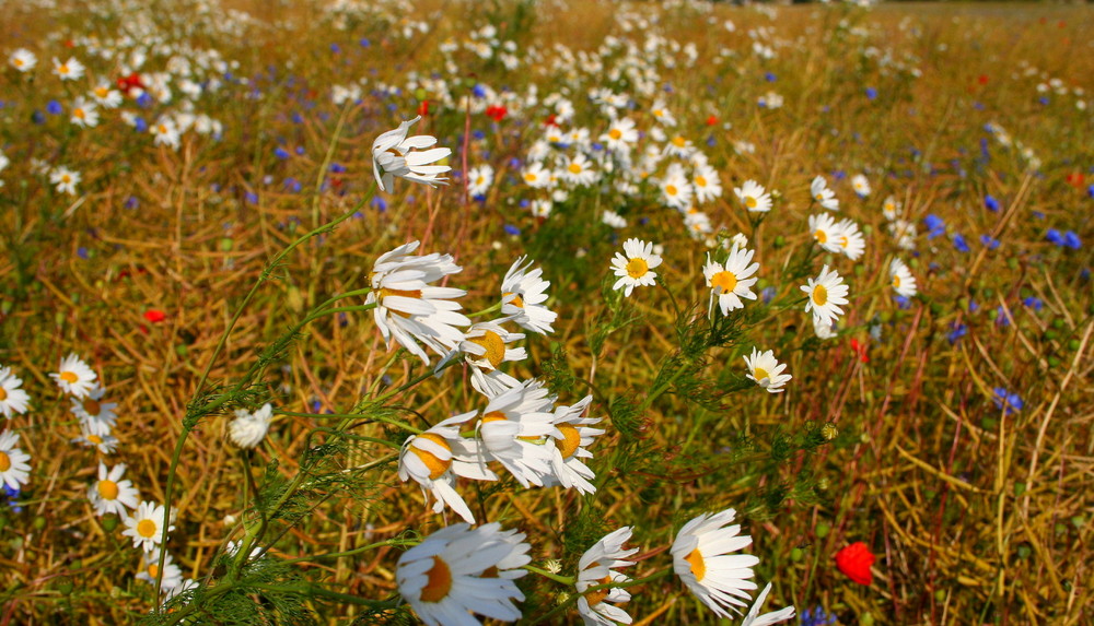 ...mehr Sommerwiese