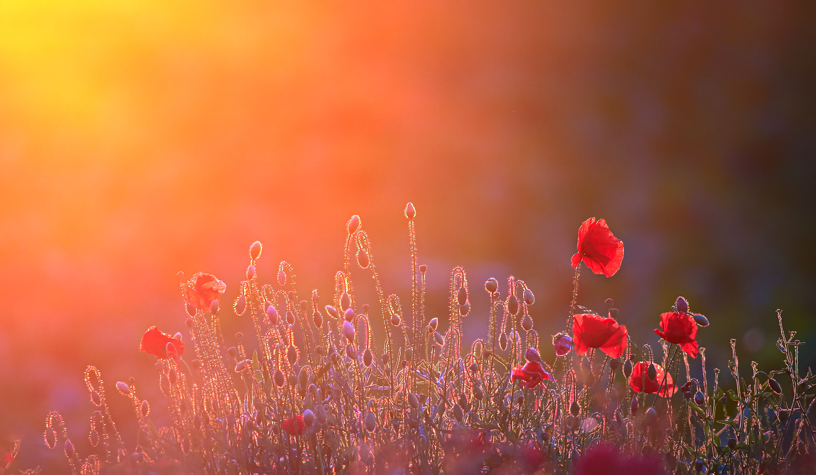 mehr sonne geht nicht und das rote rot strahlt rot ...