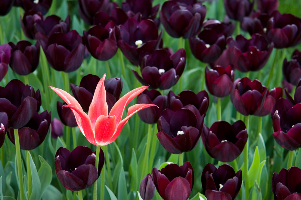 Mehr Tulpen als in Holland