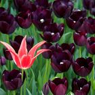 Mehr Tulpen als in Holland