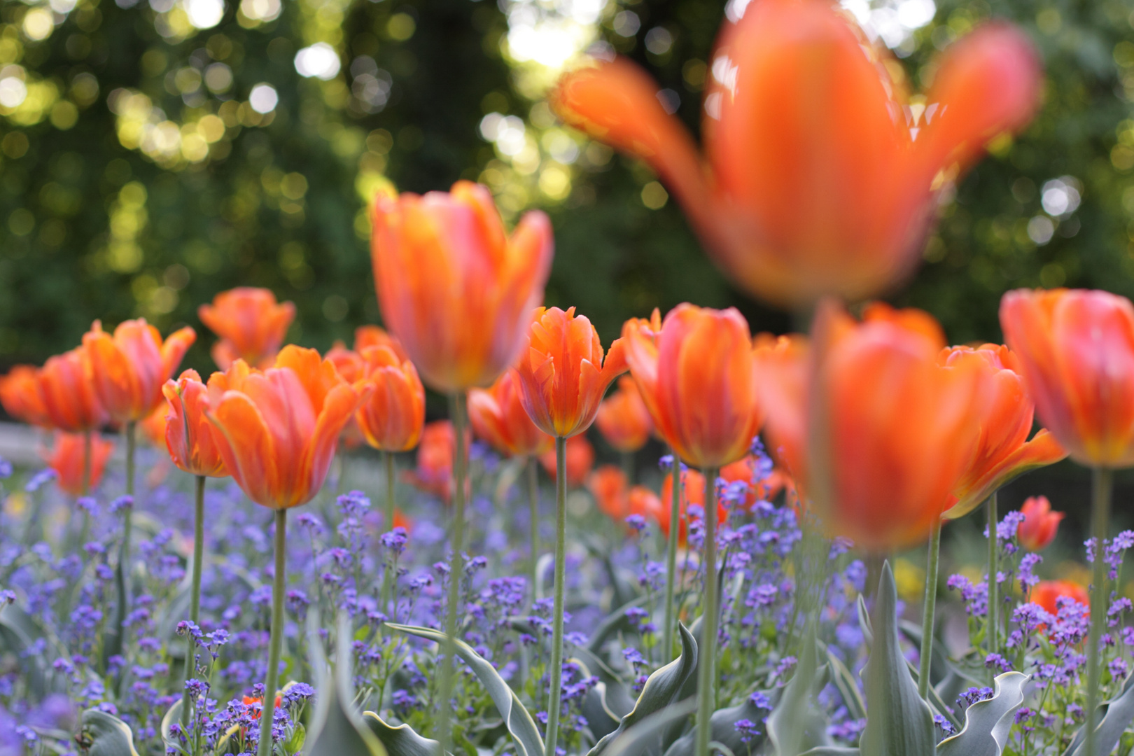 mehr Tulpen für alle!!!