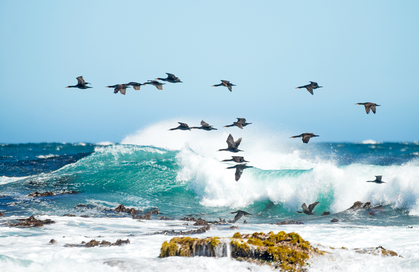 Mehr Vögel und mehr Meer...