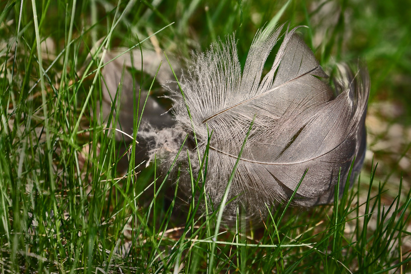 Mehr Vogel gib's leider nicht