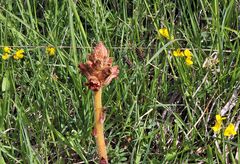 Mehr vom Biotop Orobanche 3 für Frank