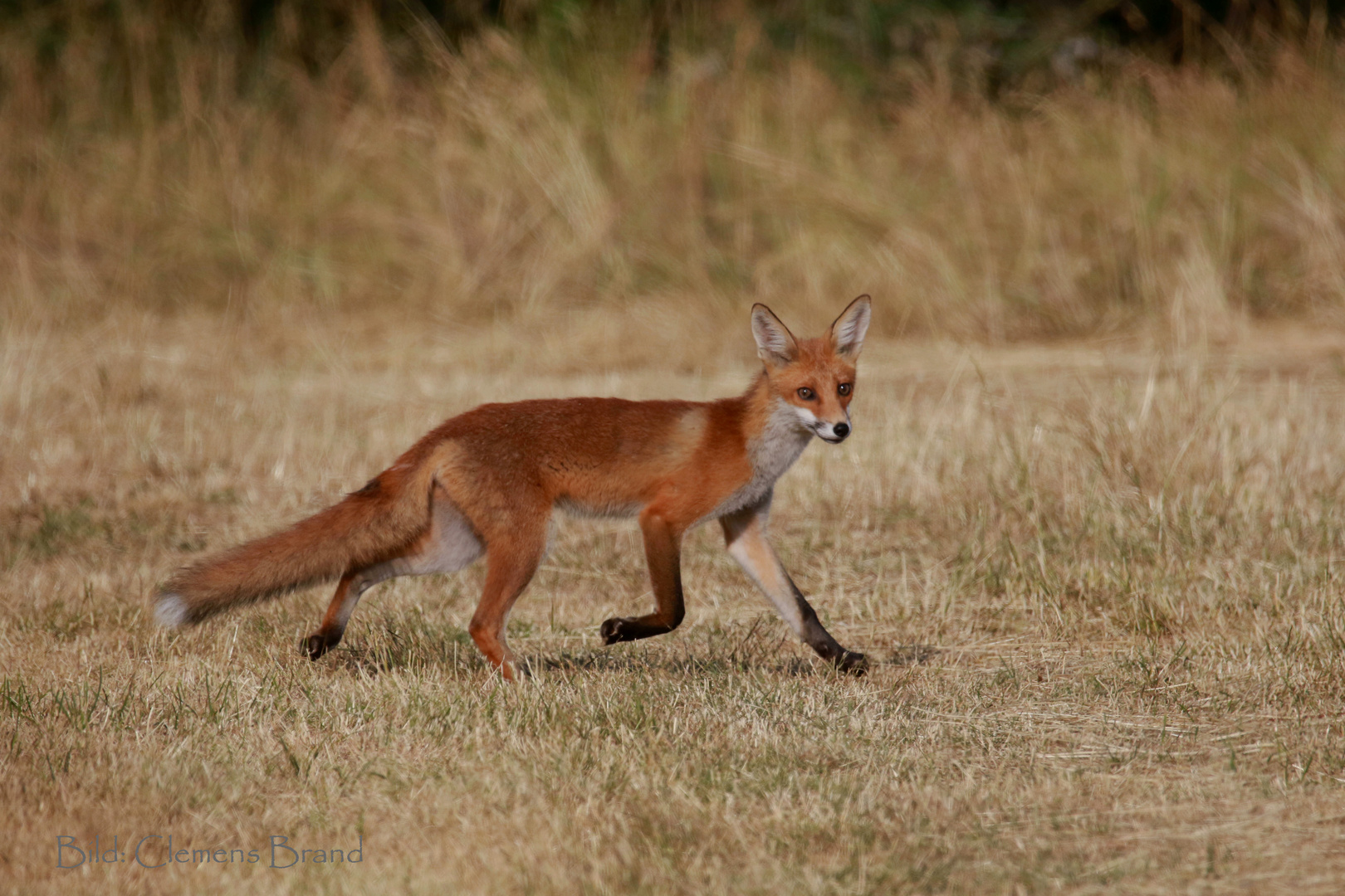 Mehr vom Juni-Fuchs 1 von 2