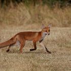 Mehr vom Juni-Fuchs 1 von 2