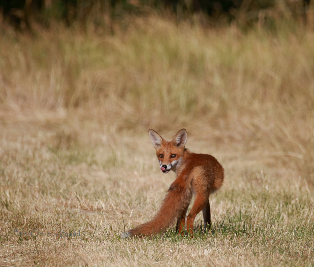 Mehr vom Juni-Fuchs 2