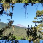 mehr Wald wie Teide