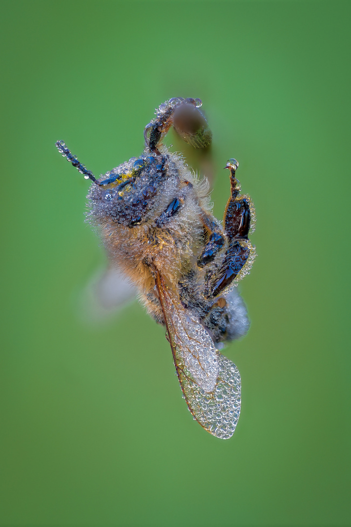 Mehr Wasser als Hummel