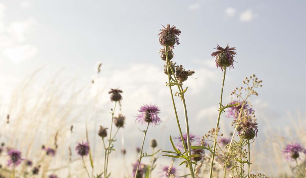 mehr Wildblumen