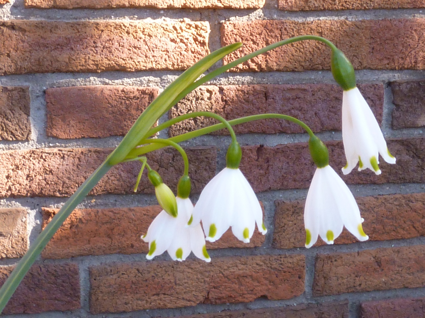 Mehrblütiges Sommertürchen 