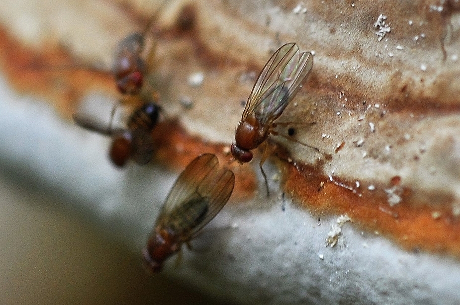 Mehrere Dutzend dieser Fliegen hatten sich auf diesem Baumpilz versammelt