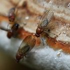 Mehrere Dutzend dieser Fliegen hatten sich auf diesem Baumpilz versammelt