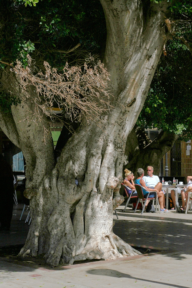 Mehrere hundert Jahre alter Ficus