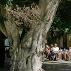 Mehrere hundert Jahre alter Ficus