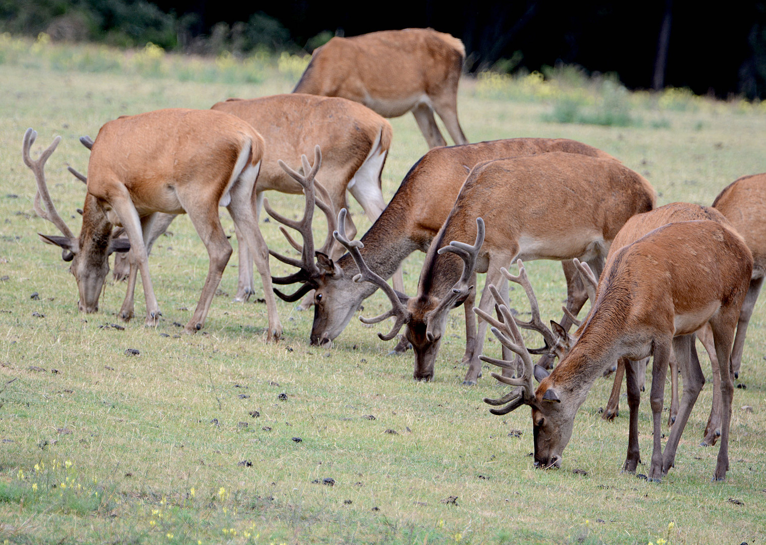 Mehrere Kolbenhirsche stehen nahe am Hochsitz