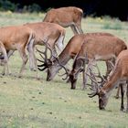 Mehrere Kolbenhirsche stehen nahe am Hochsitz