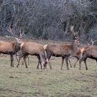 Mehrere mittelstarke Hirsche treten aus