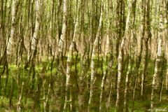 Mehrfachbelichteter Birkenwald