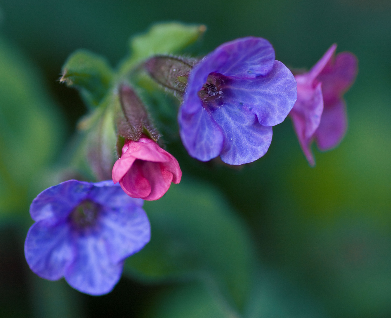 mehrfarbige Blüten