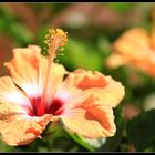 Mehrfarbige Hibiscus