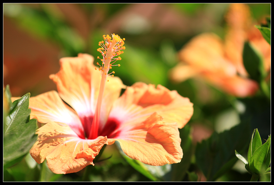 Mehrfarbige Hibiscus