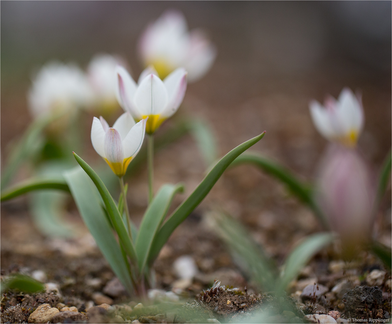 Mehrfarbige Tulpe (Tulipa polychroma).