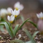 Mehrfarbige Tulpe (Tulipa polychroma).