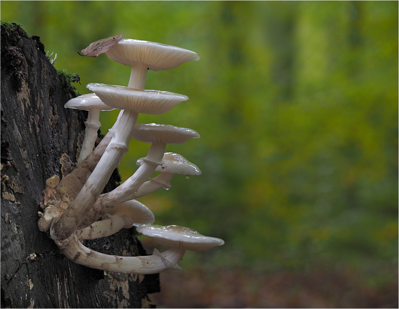 Mehrflammiger Wald-Leuchter......