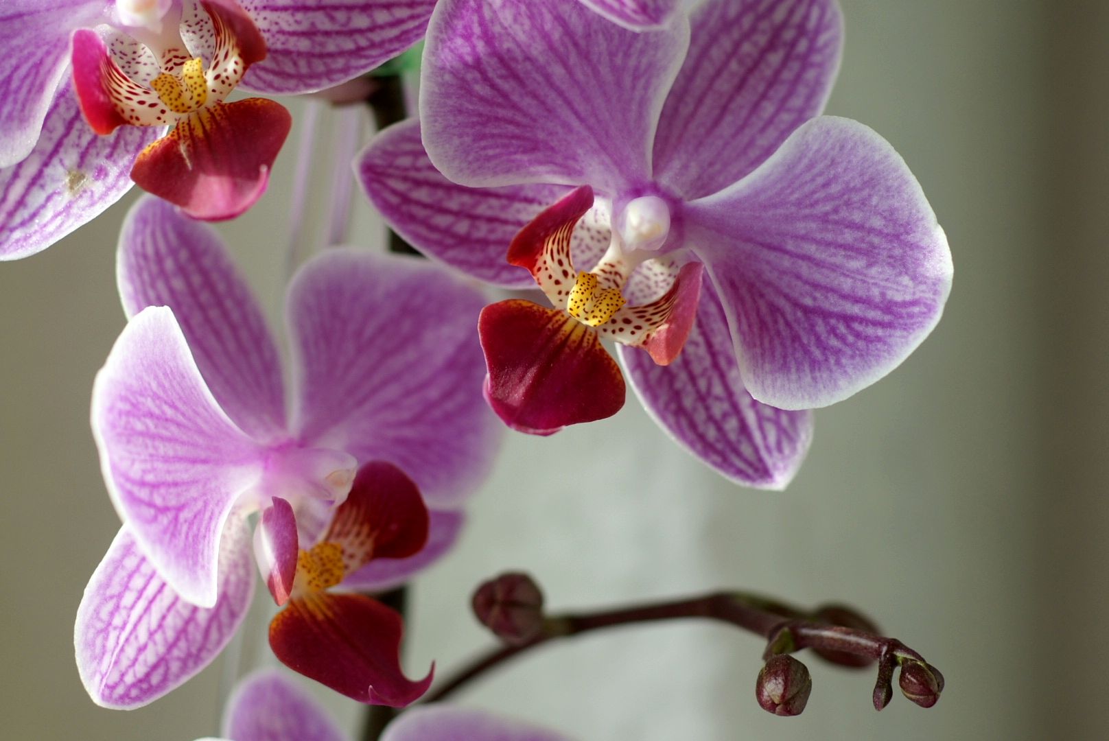 Mehrjährige Orchideen