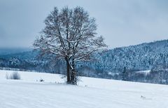 Mei 2. Baam im Revier