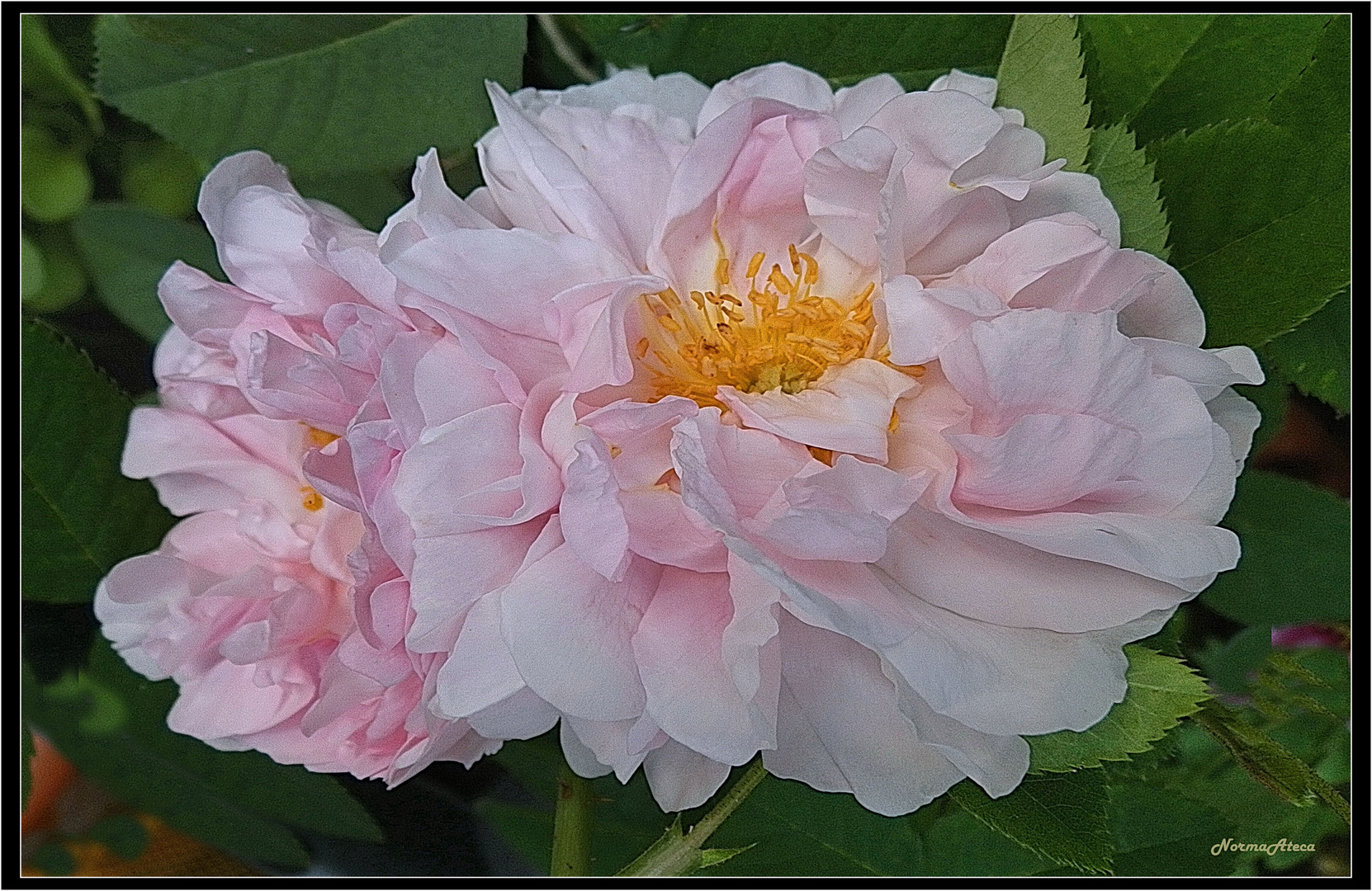 Meidens  Bluch Rose 