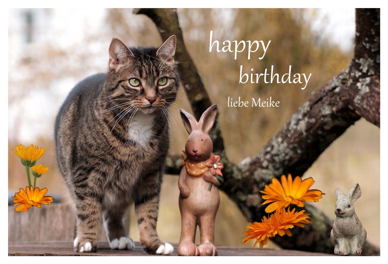 Guten Morgen Meine Luzy Hat Geburtstag Hunde Katzen