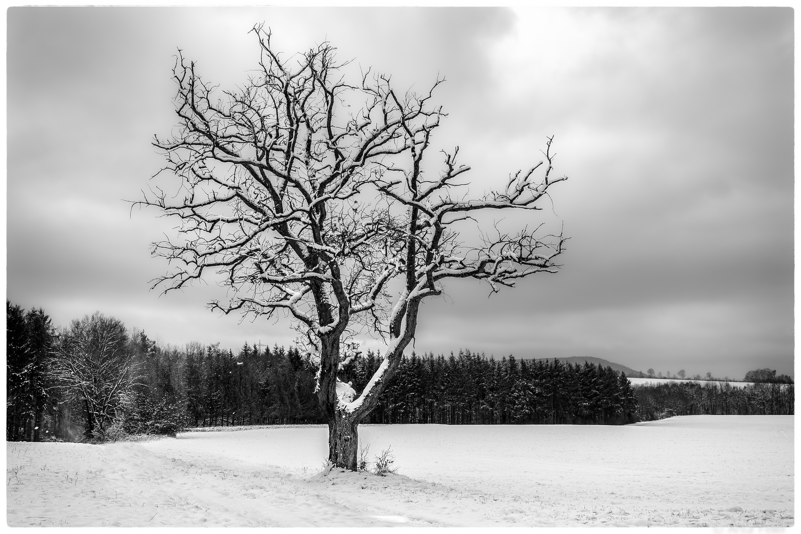 Meilensteine der Gestrüppphotographie