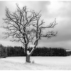 Meilensteine der Gestrüppphotographie