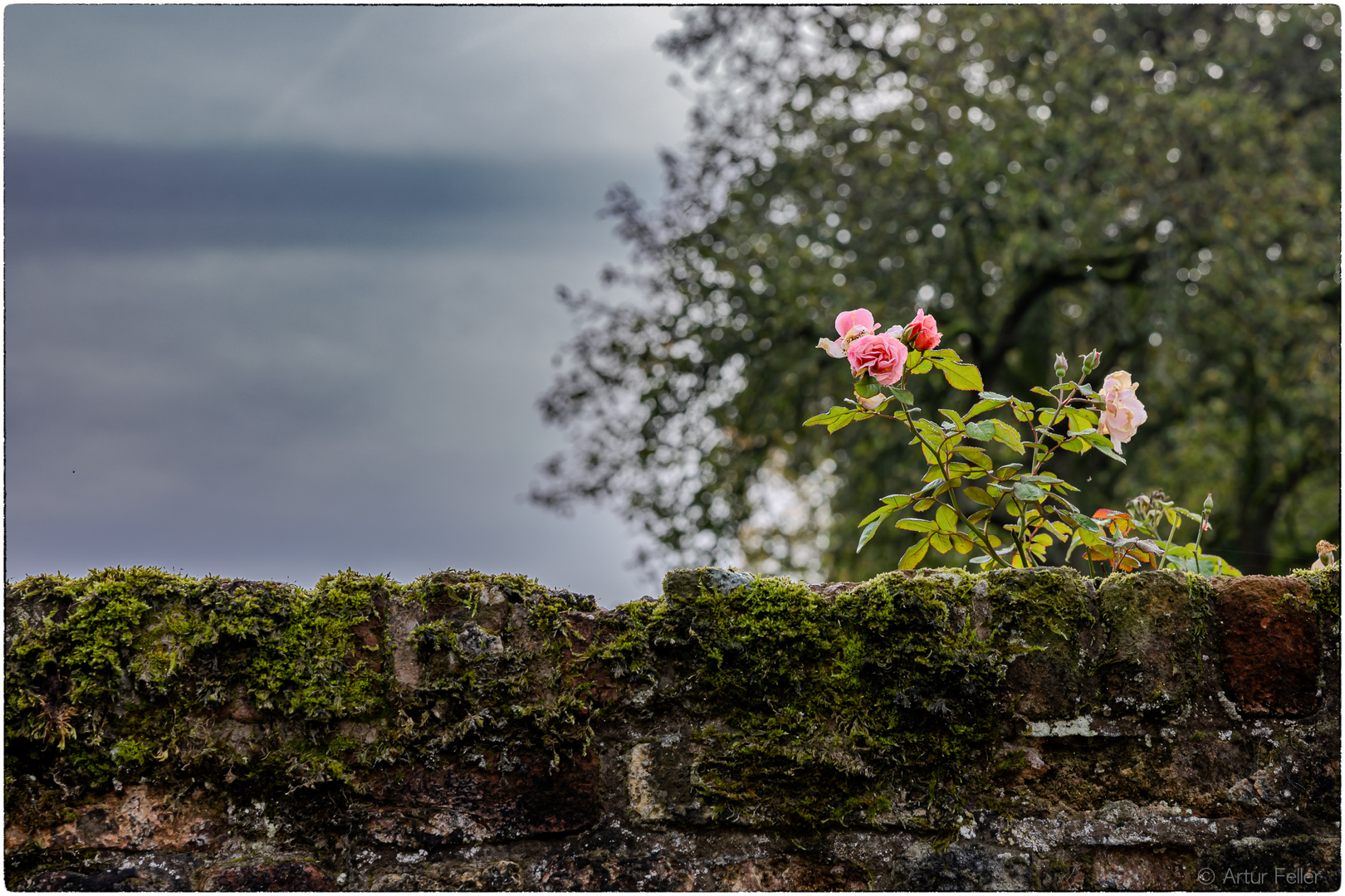 Meilensteine der Gestrüppphotographie 