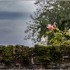 Meilensteine der Gestrüppphotographie 