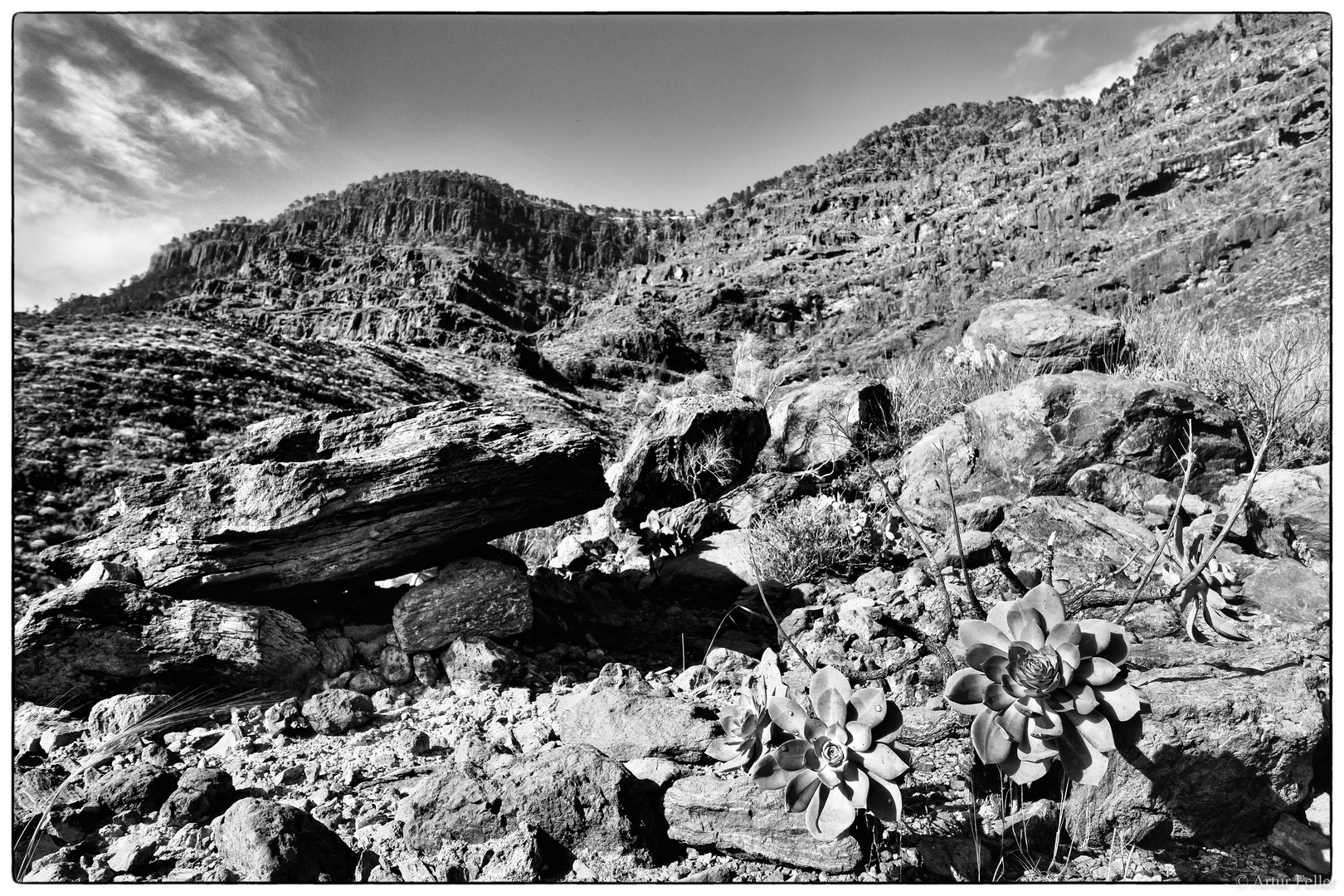 Meilensteine der Gestrüppphotographie