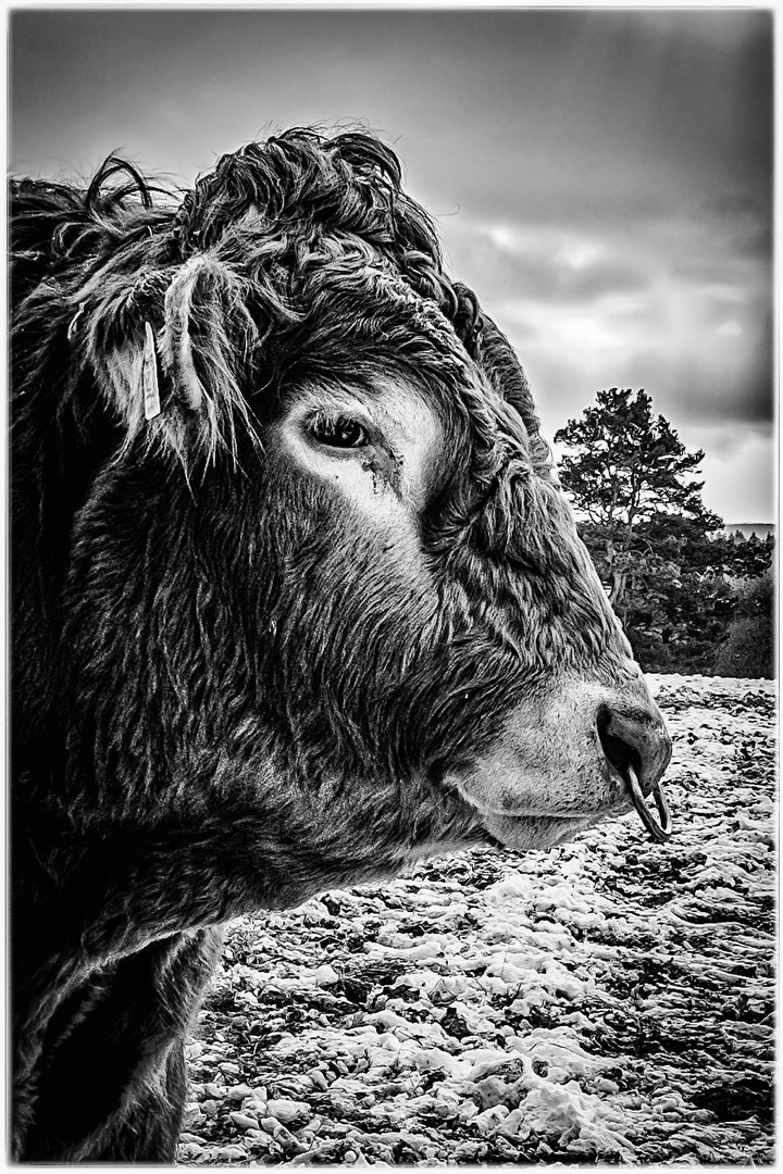 Meilensteine der Gestrüppphotographie