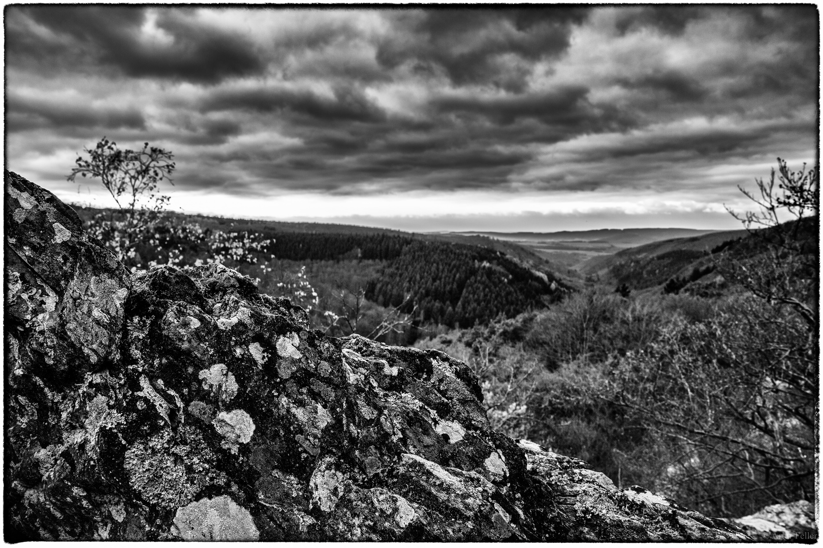 Meilensteine der Gestrüppphotographie