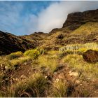 Meilensteine der Gestrüppphotographie