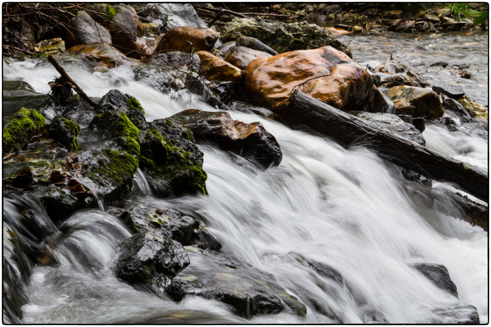 Meilensteine der Gestrüppphotographie