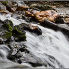 Meilensteine der Gestrüppphotographie