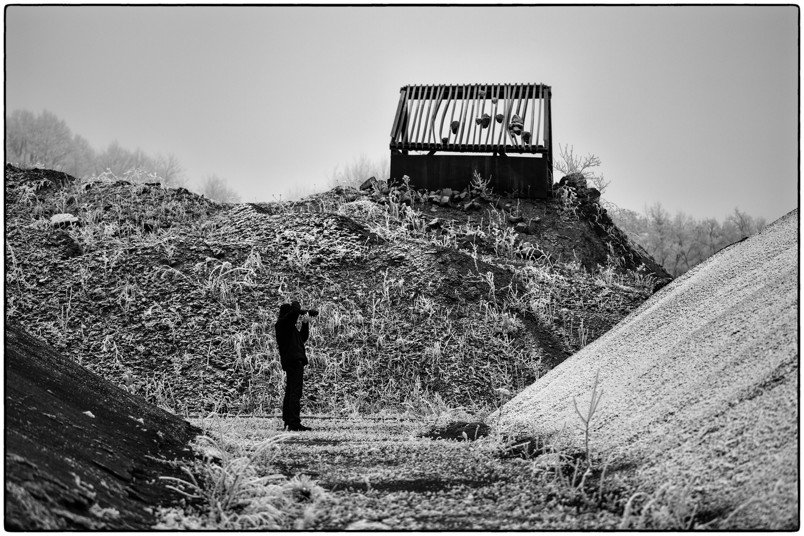 Meilensteine der Gestrüppphotographie