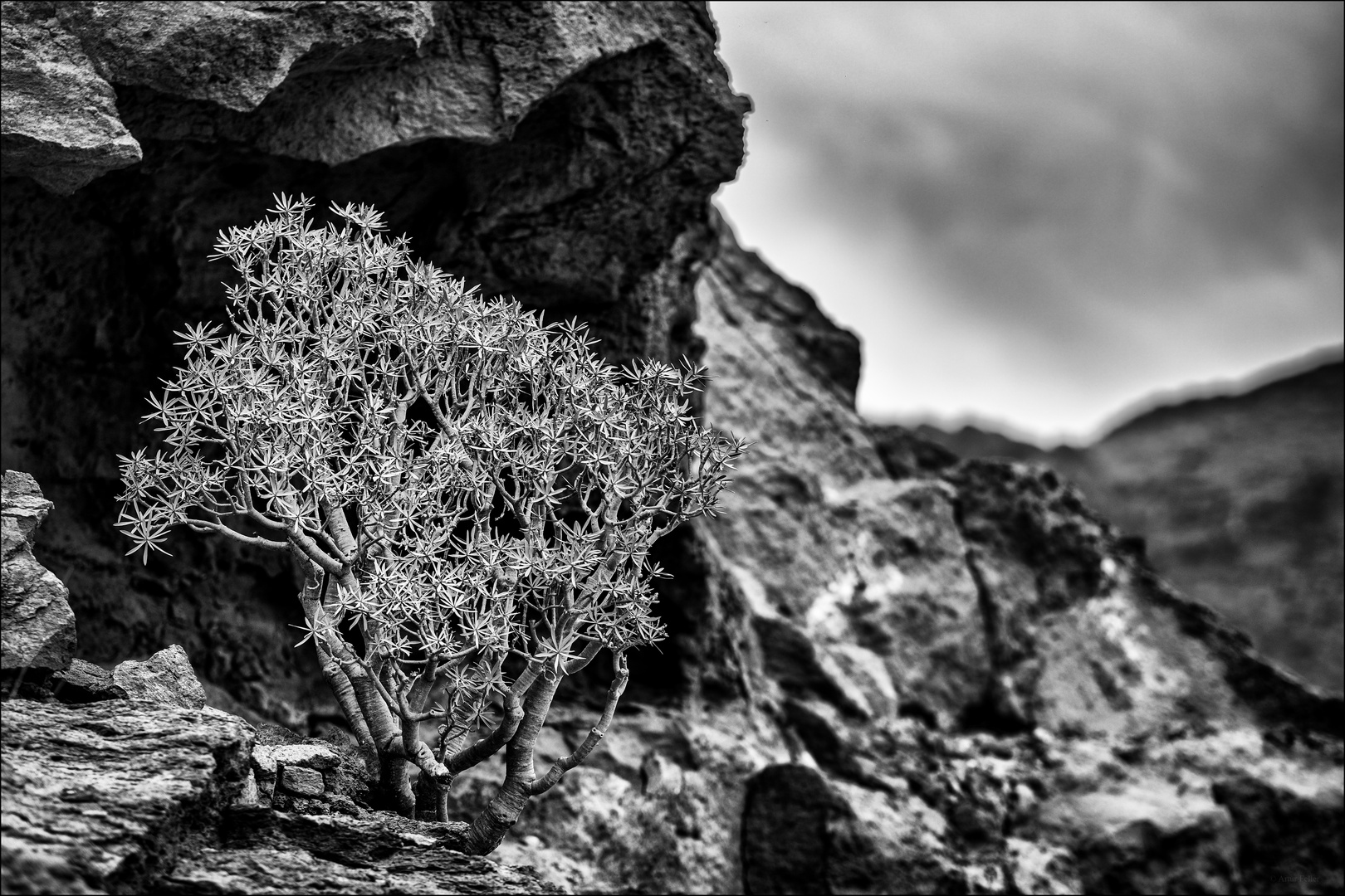 Meilensteine der Gestrüppphotographie 