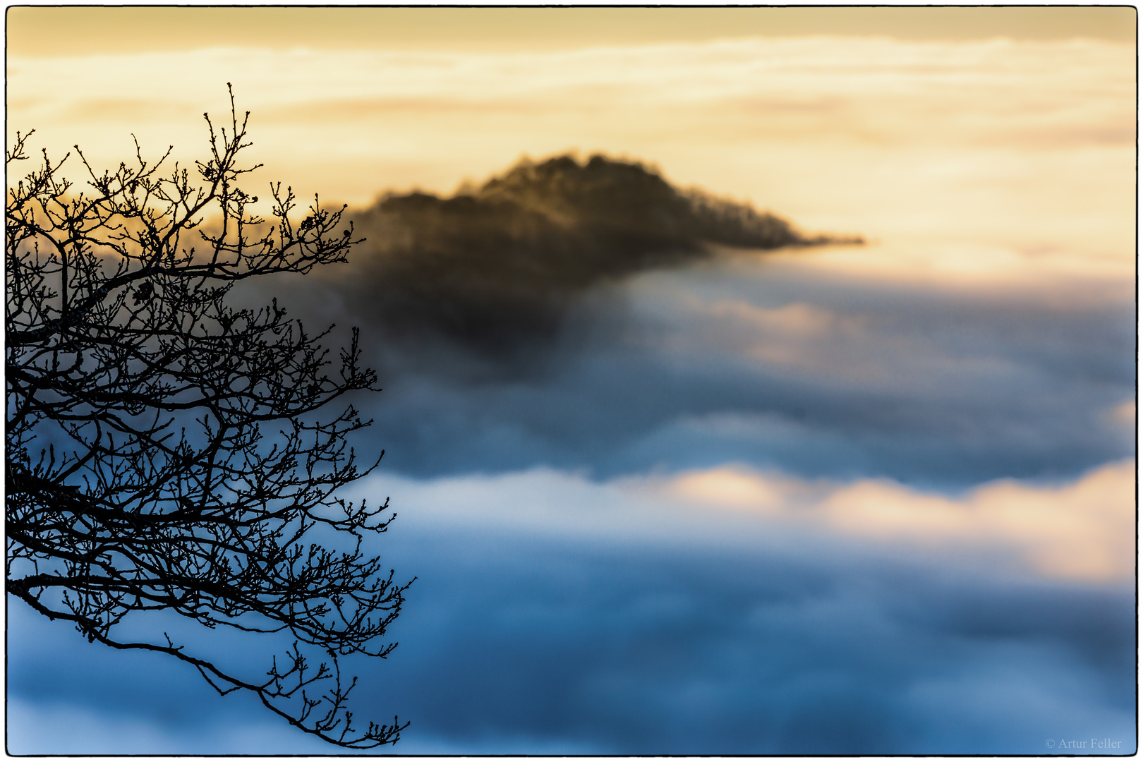 Meilensteine der Gestrüppphotographie